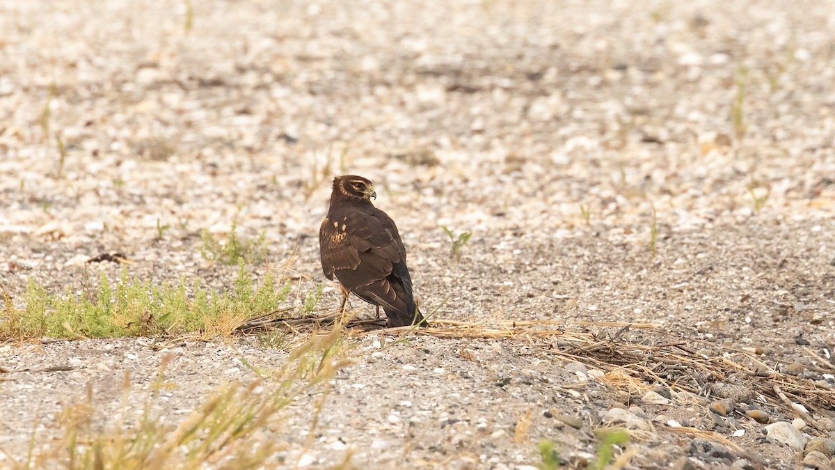 Northern Harrier - ML641970641