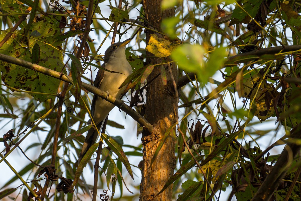 Yellow-billed Cuckoo - ML641970646