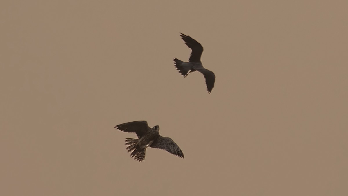 Peregrine Falcon - ML641970651