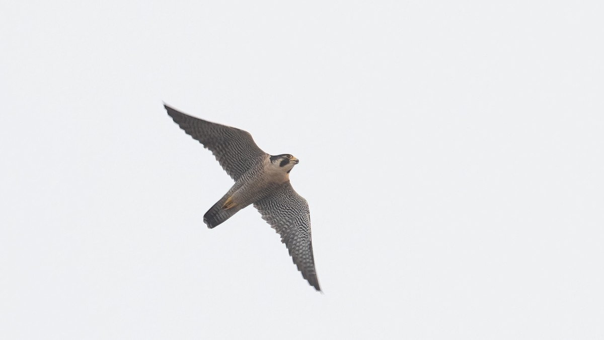Peregrine Falcon - ML641970652