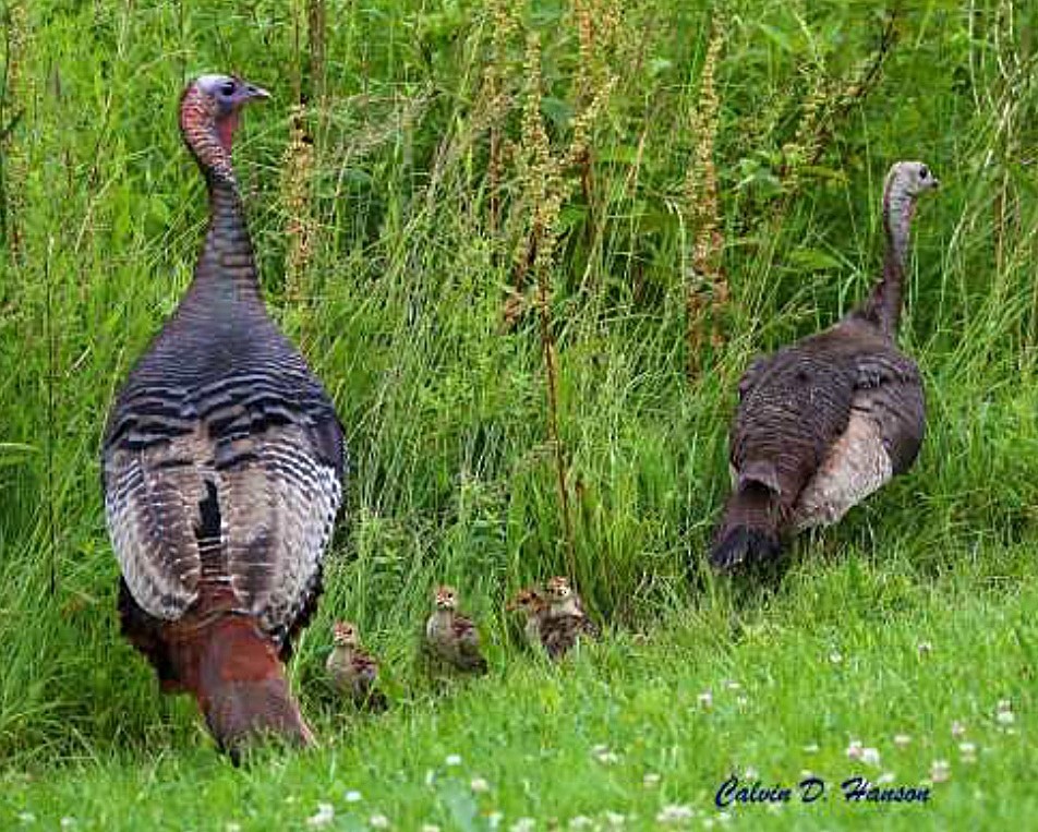 Wild Turkey - ML641970655