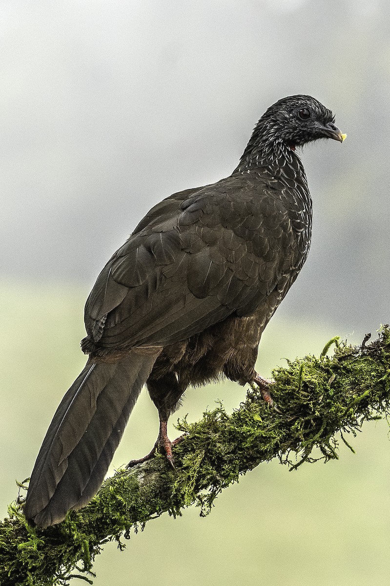 Andean Guan - ML641970676