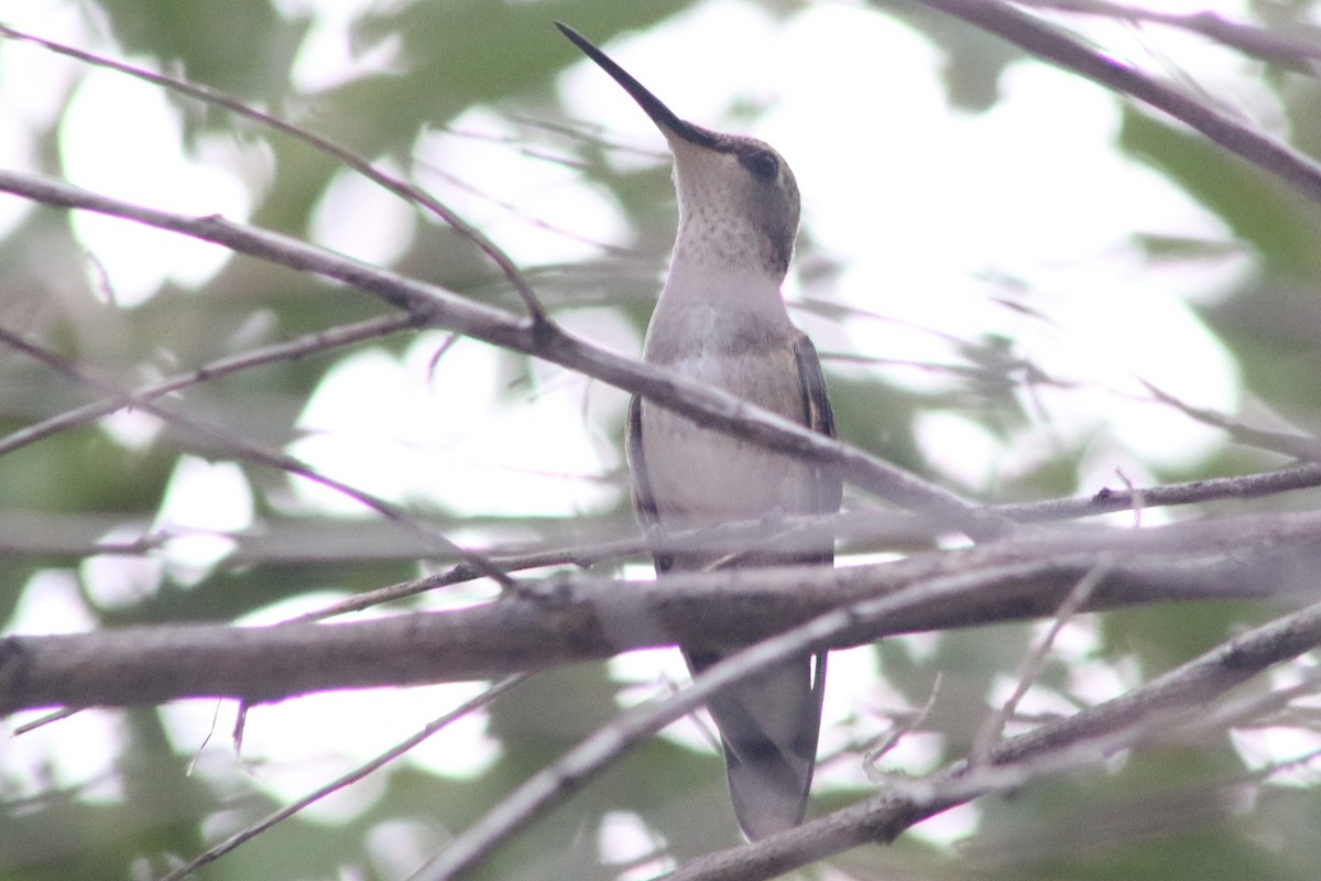 svartstrupekolibri - ML641970678