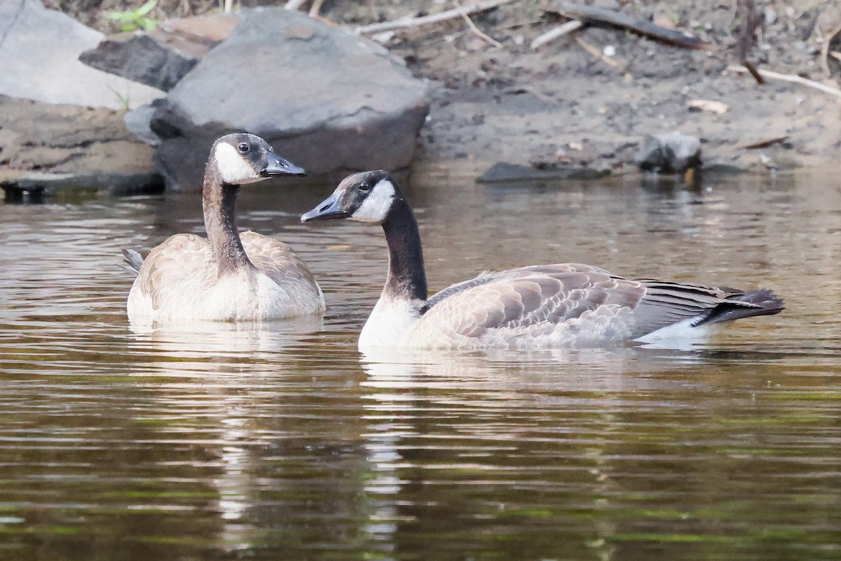 Canada Goose - ML641970680