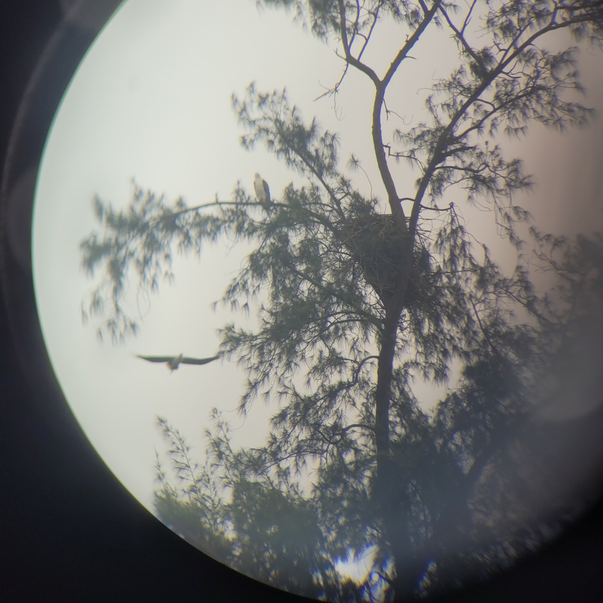 White-bellied Sea-Eagle - ML641970687