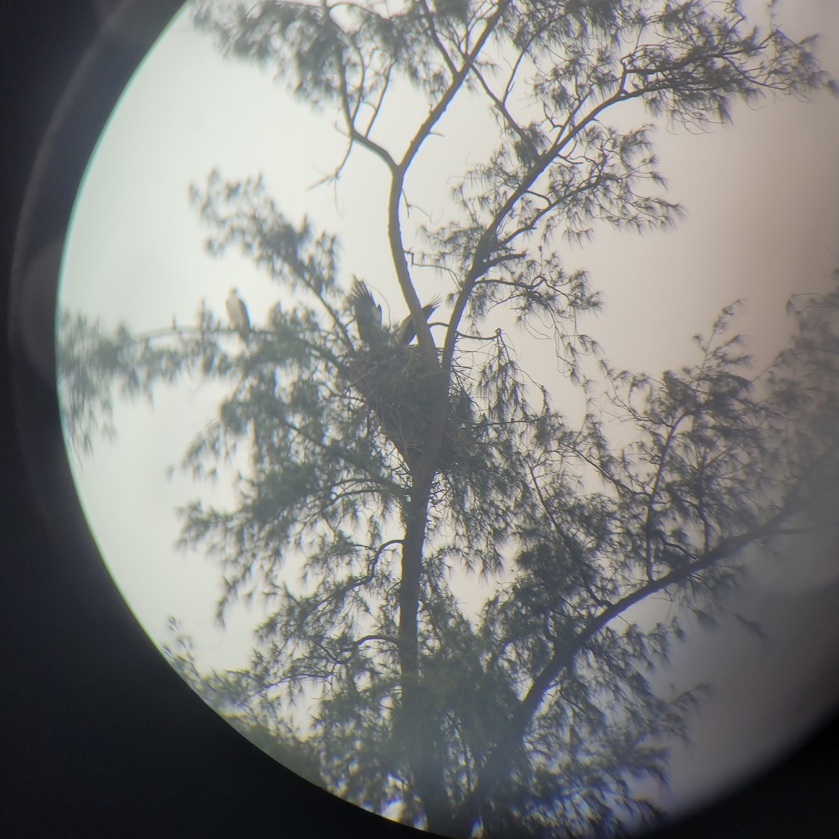 White-bellied Sea-Eagle - ML641970688