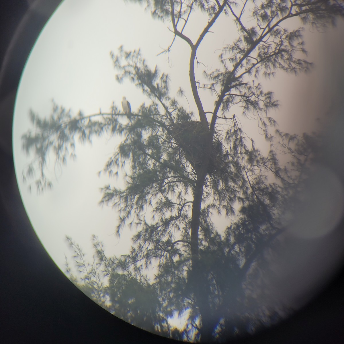 White-bellied Sea-Eagle - ML641970689