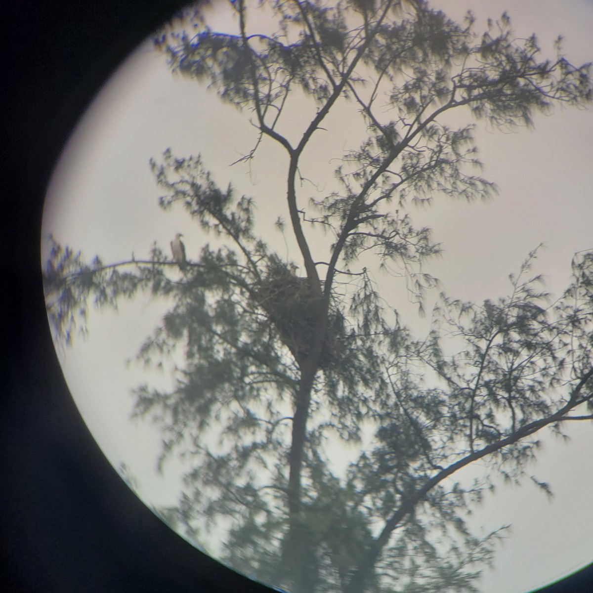 White-bellied Sea-Eagle - ML641970690