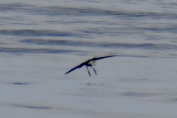 White-faced Storm-Petrel - ML641970694