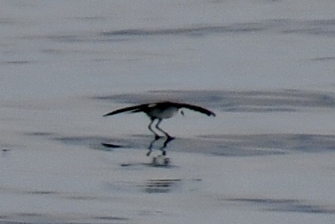 White-faced Storm-Petrel - ML641970695