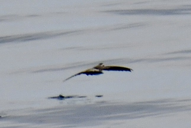 White-faced Storm-Petrel - ML641970696