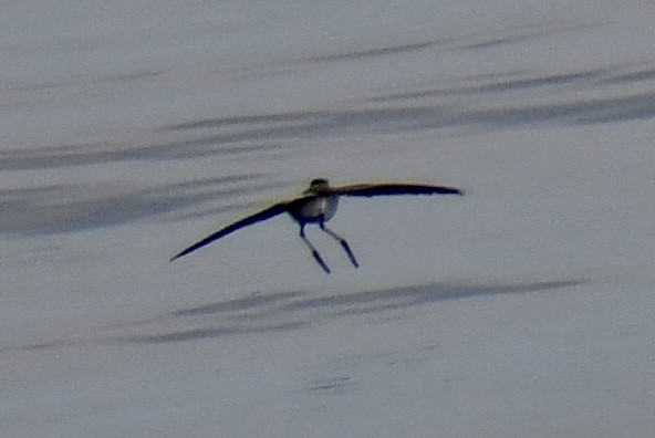 White-faced Storm-Petrel - ML641970697