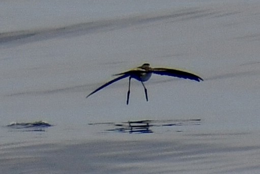 White-faced Storm-Petrel - ML641970698