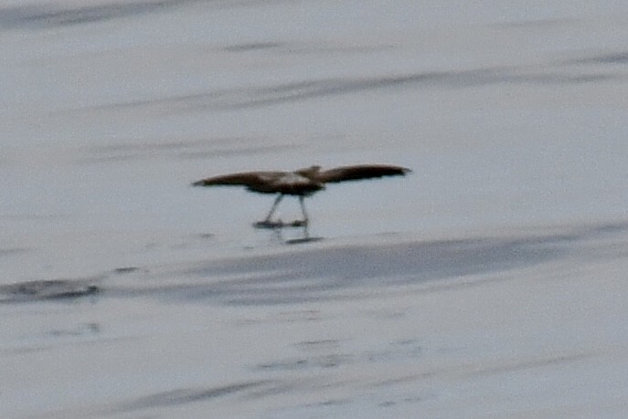 White-faced Storm-Petrel - ML641970699