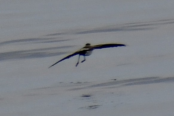 White-faced Storm-Petrel - ML641970700