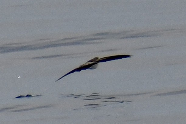 White-faced Storm-Petrel - ML641970701