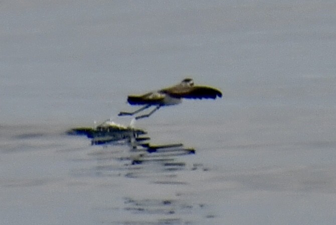 White-faced Storm-Petrel - ML641970703