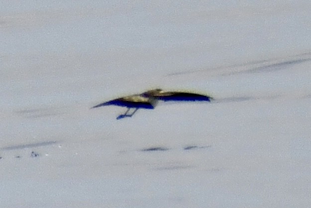 White-faced Storm-Petrel - ML641970704