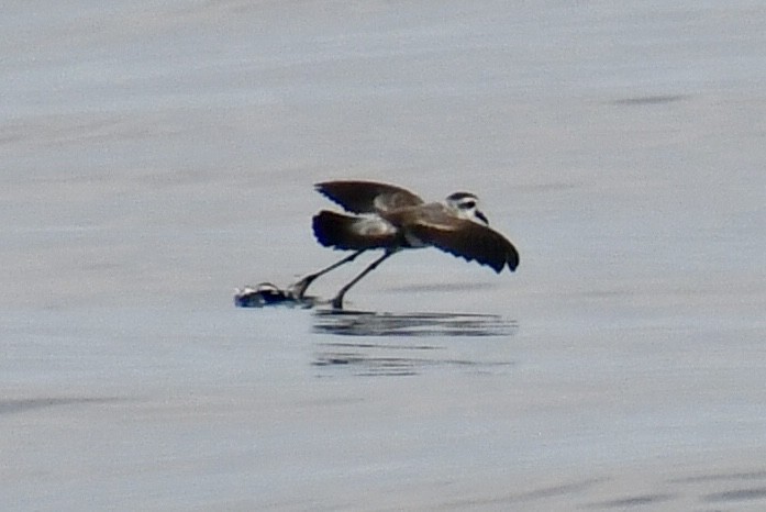 White-faced Storm-Petrel - ML641970706