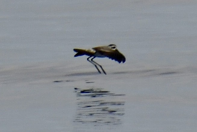 White-faced Storm-Petrel - ML641970707