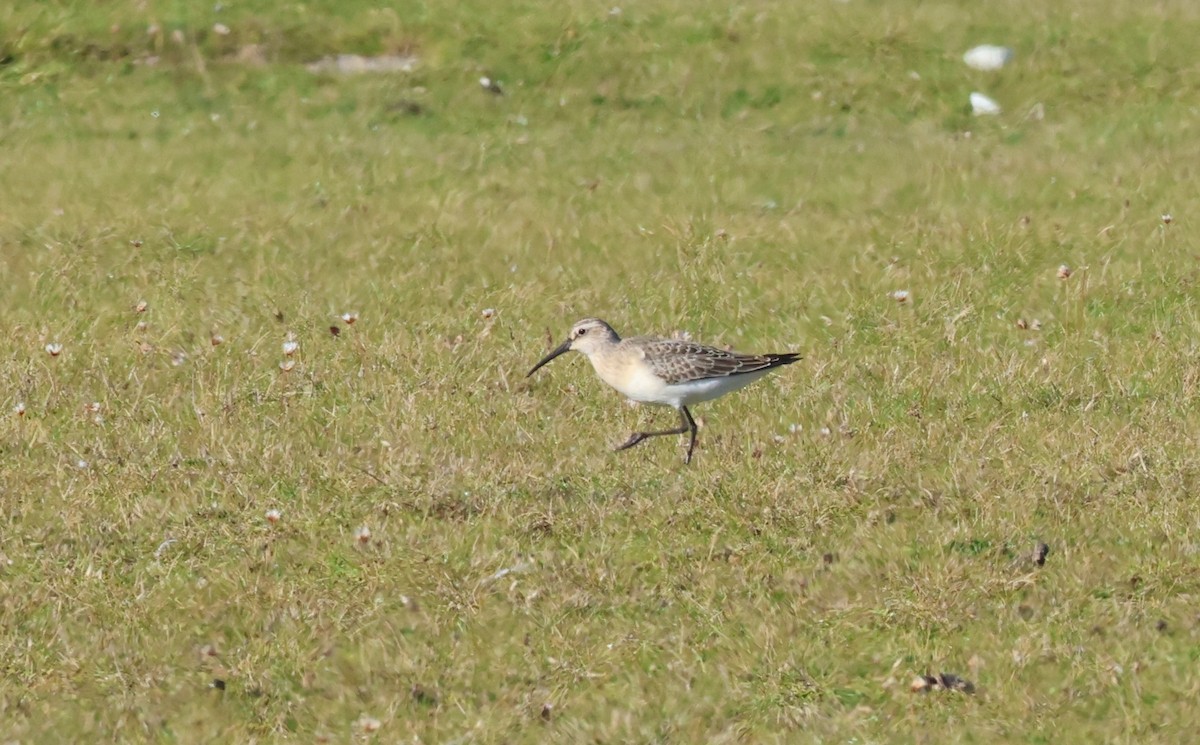 Curlew Sandpiper - ML641970711