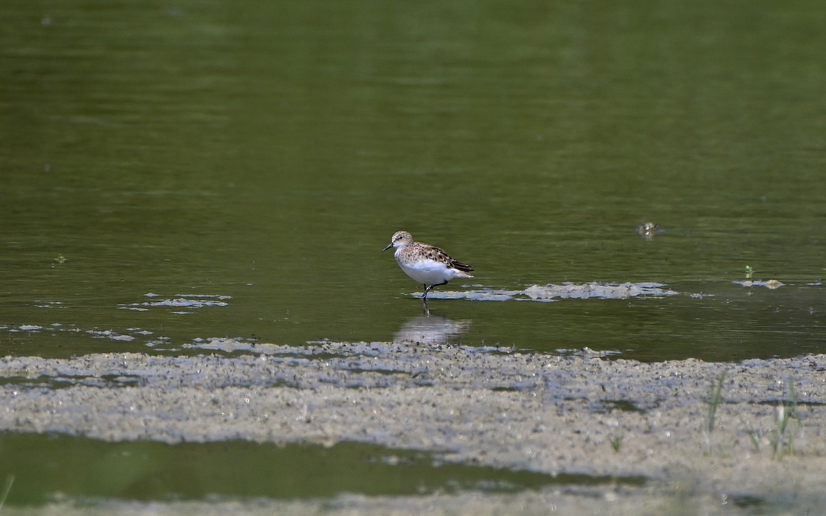 Little Stint - ML641970714