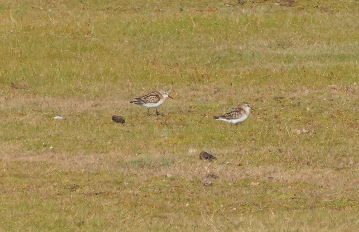 Little Stint - ML641970719