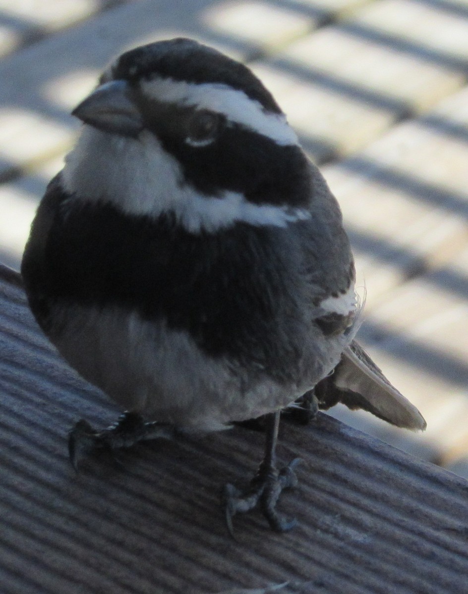 Ringed Warbling Finch (Black-breasted) - ML641970738