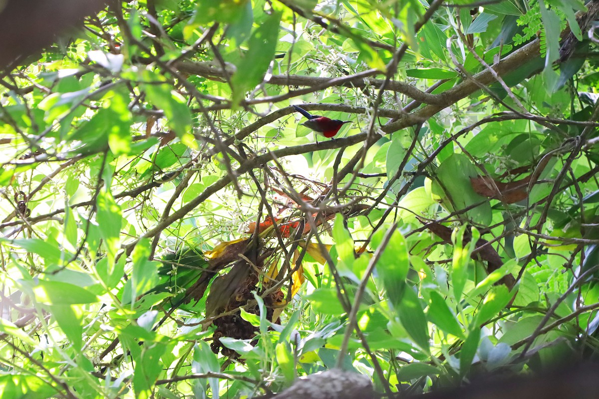 Crimson Sunbird - ML641970743