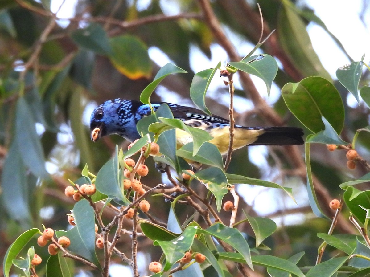 Turquoise Tanager - ML641970752