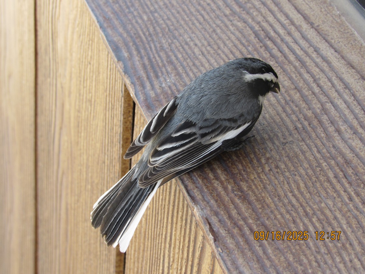 Ringed Warbling Finch (Black-breasted) - ML641970755