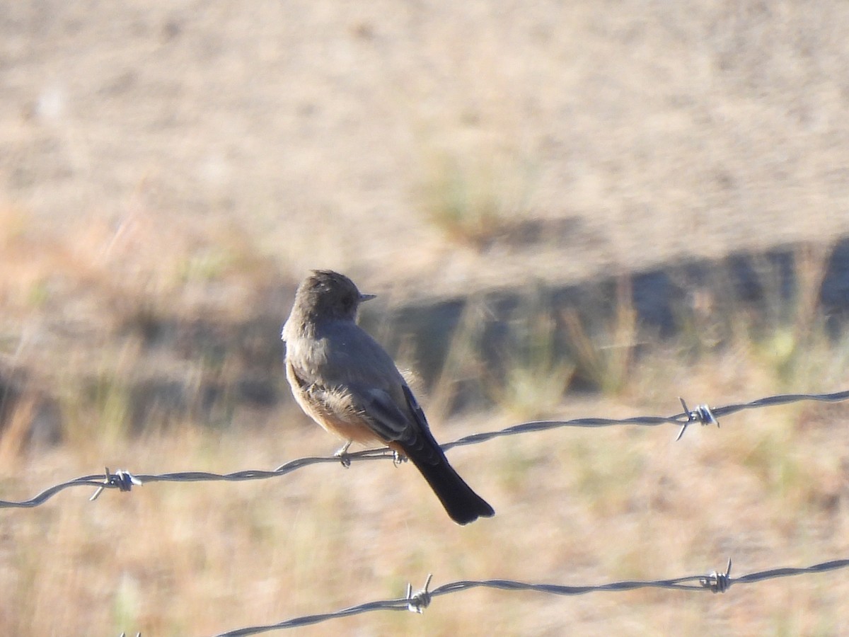 Say's Phoebe - ML641970760