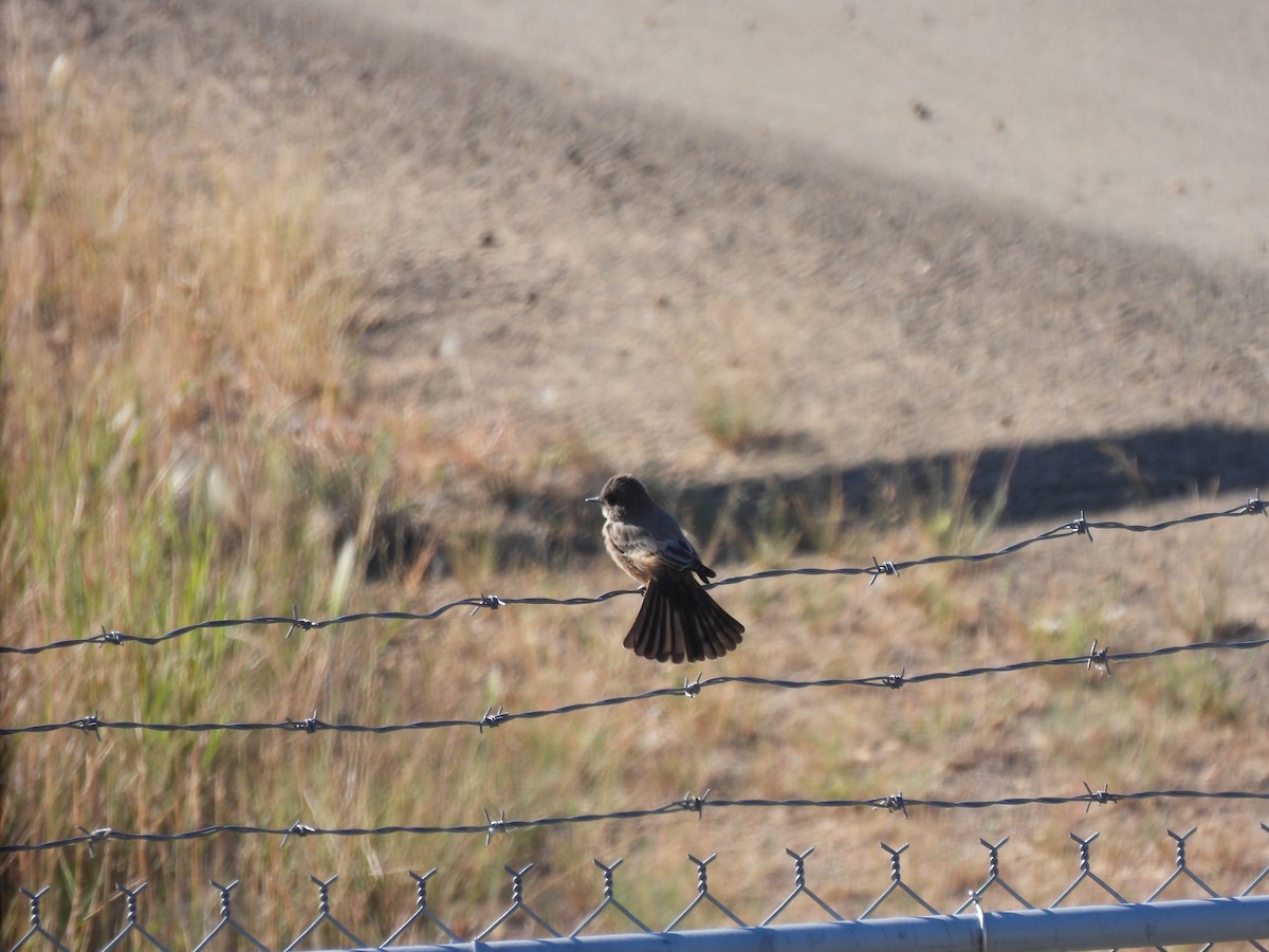 Say's Phoebe - ML641970761