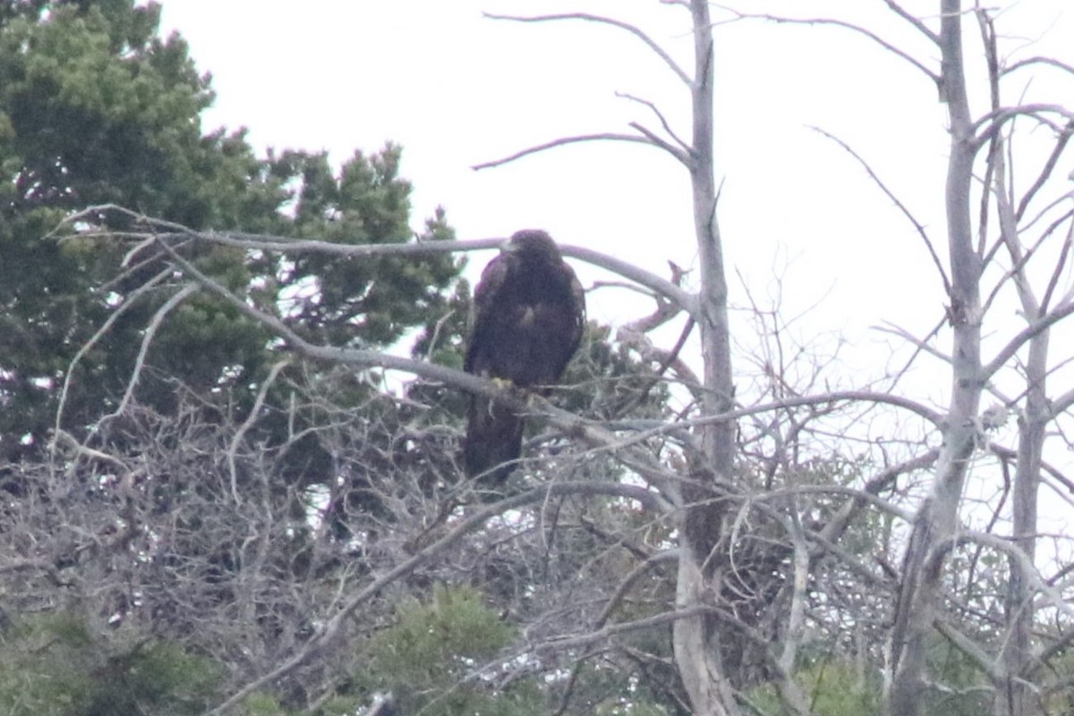 Golden Eagle - ML641970767