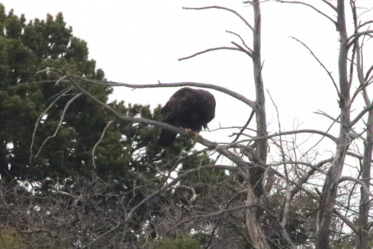 Golden Eagle - ML641970768