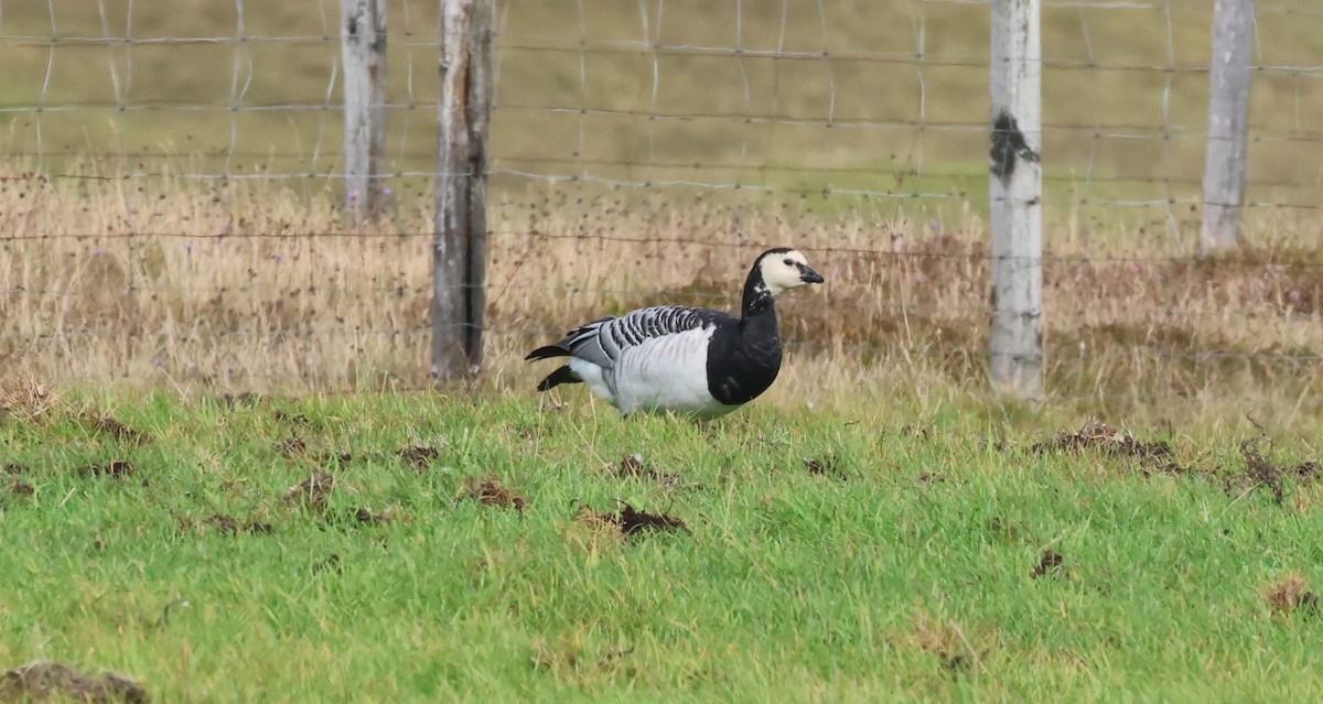 Barnacle Goose - ML641970775