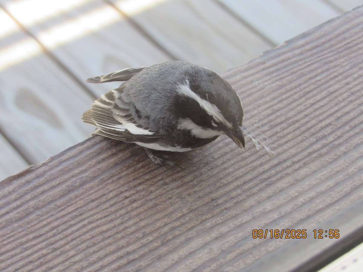 Ringed Warbling Finch (Black-breasted) - ML641970777