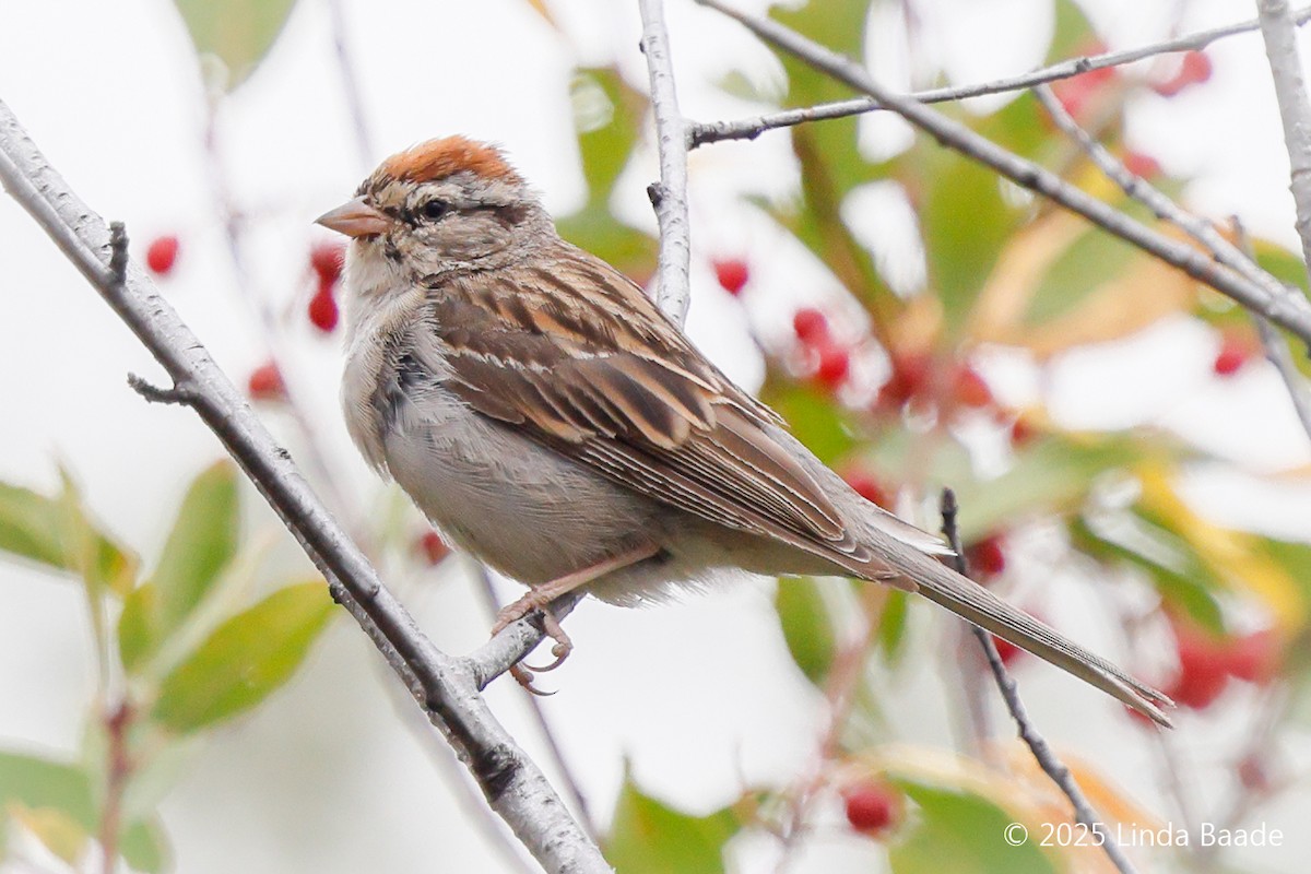 Chipping Sparrow - ML641970779