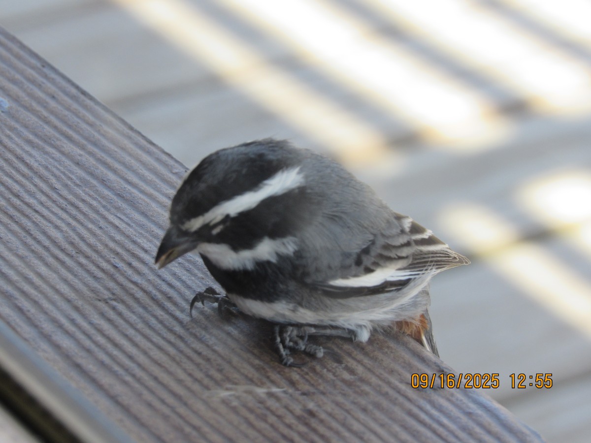 Ringed Warbling Finch (Black-breasted) - ML641970786
