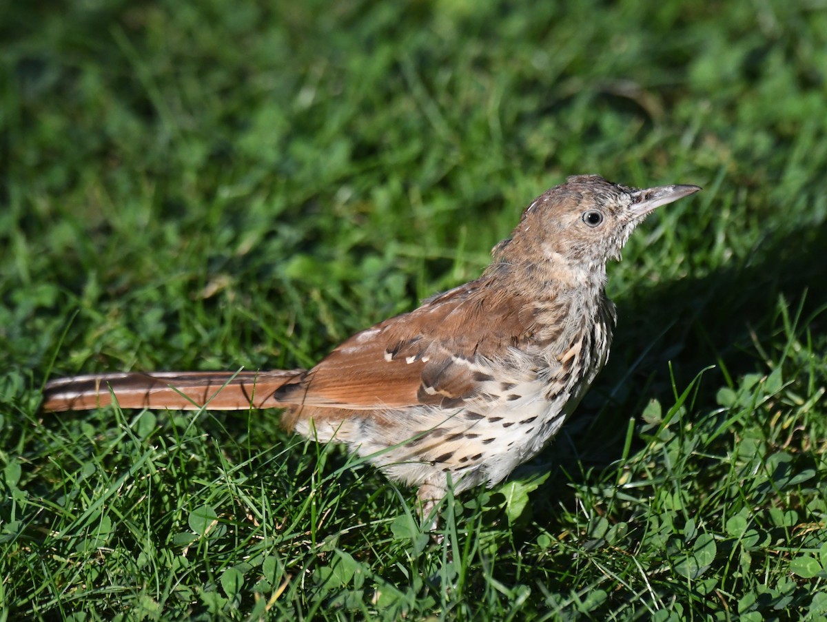 Brown Thrasher - ML641970788