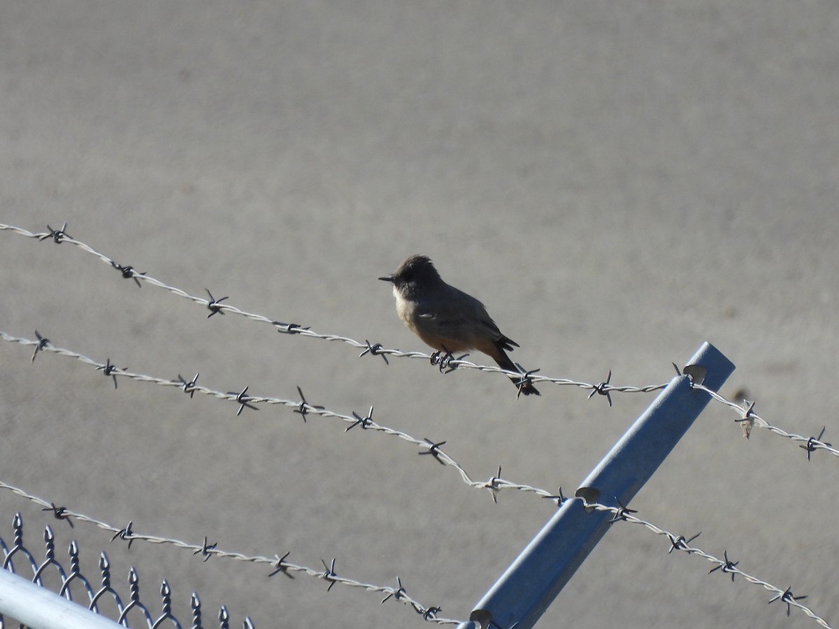 Say's Phoebe - ML641970805