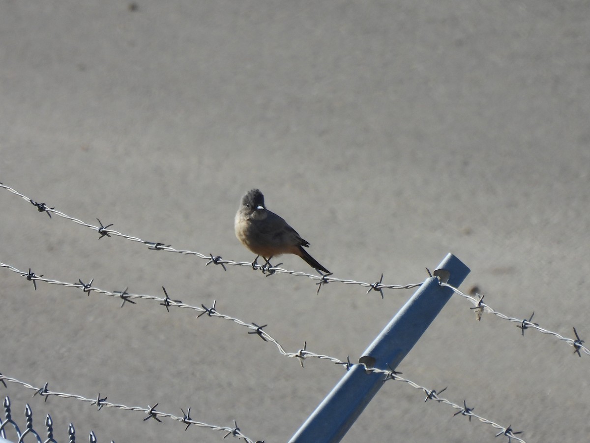 Say's Phoebe - ML641970806