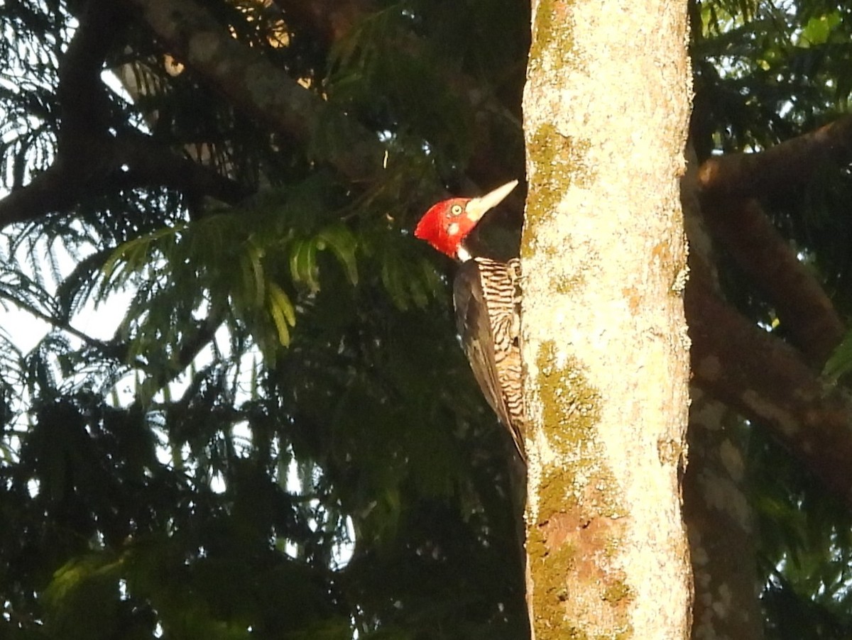 Crimson-crested Woodpecker - ML641970808