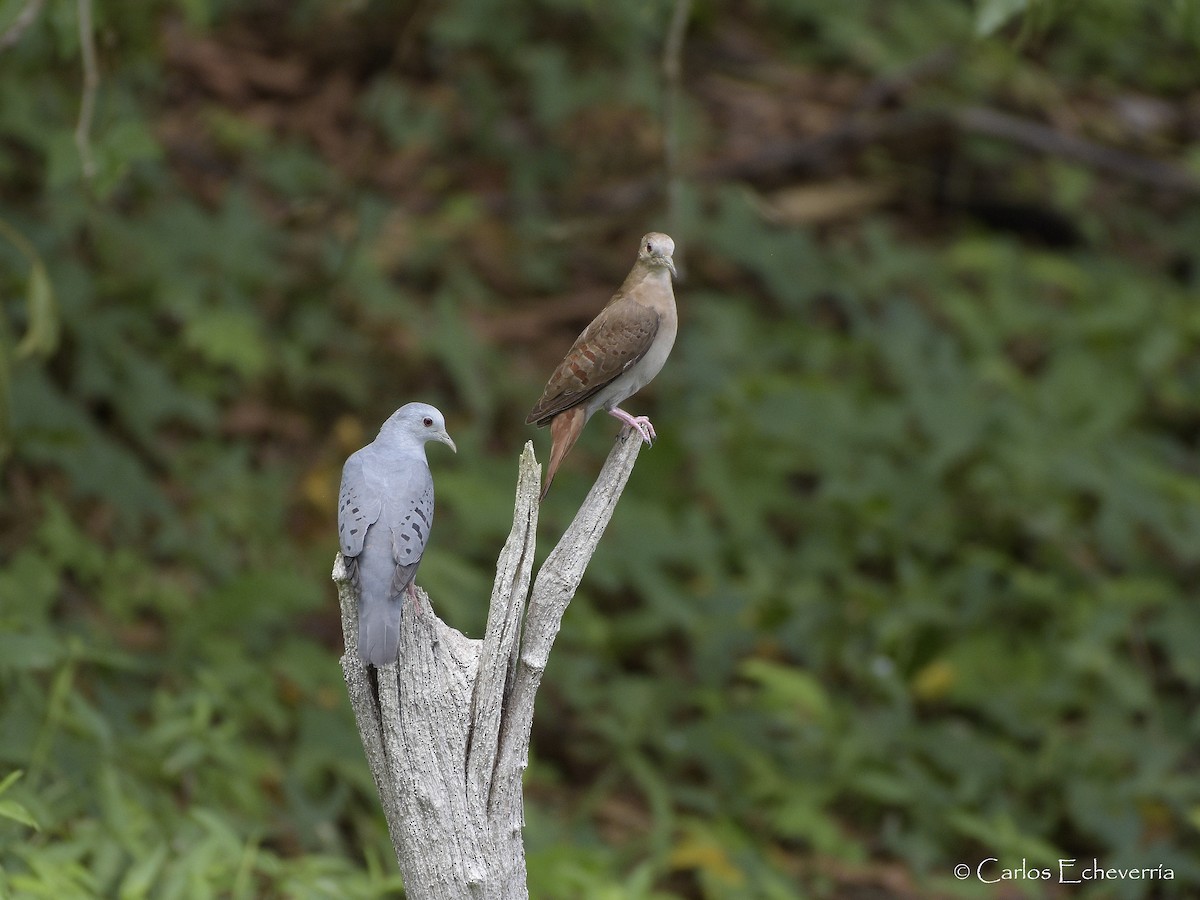 Blue Ground Dove - ML64197081