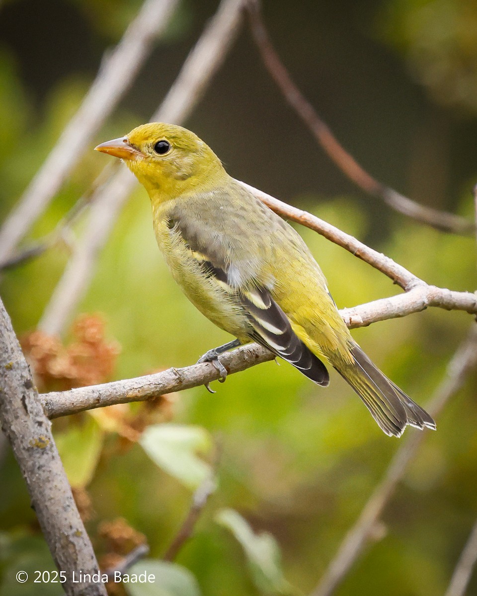 Western Tanager - ML641970815