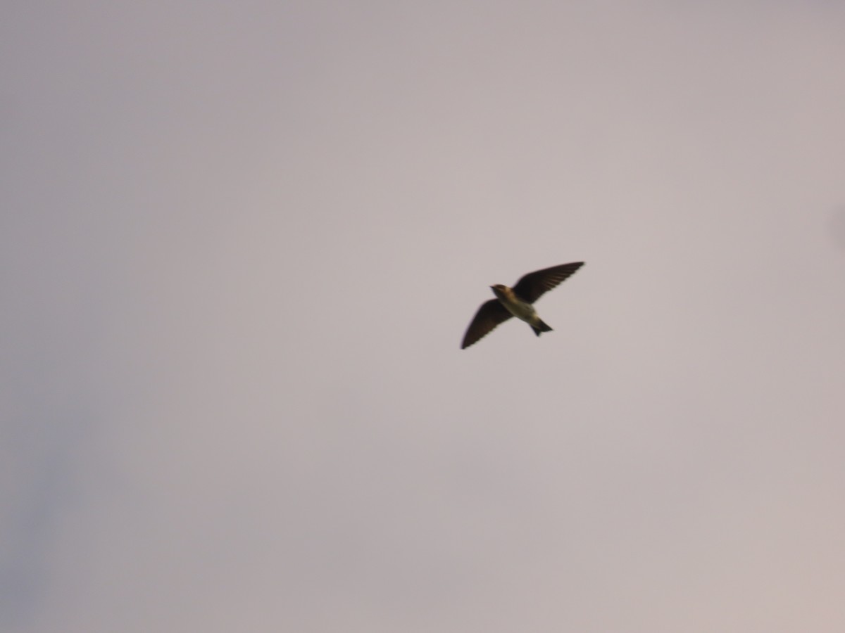 Bank Swallow - ML641970816