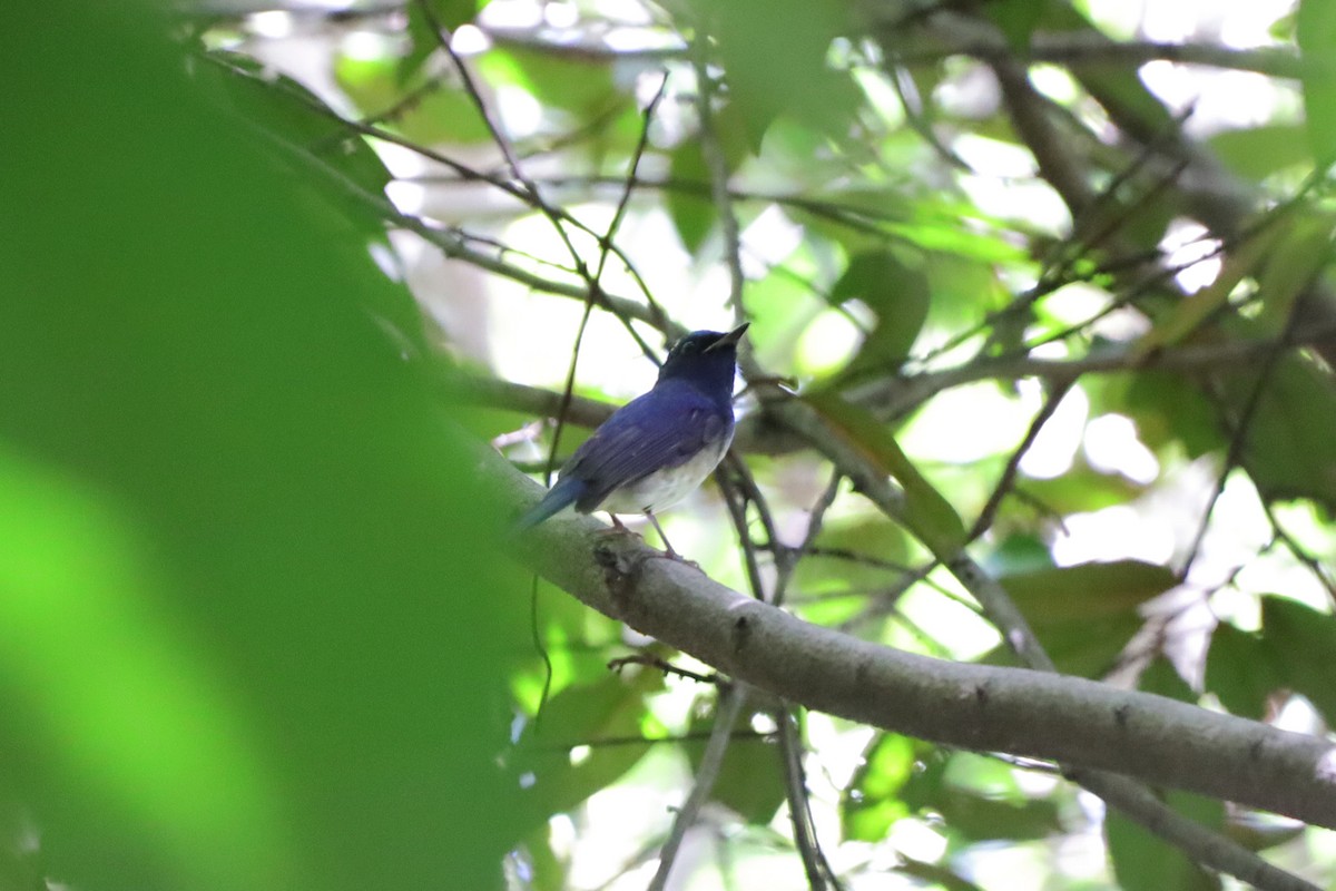 Hainan Blue Flycatcher - ML641970821