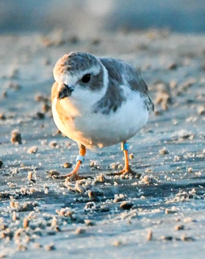 Piping Plover - ML641970828