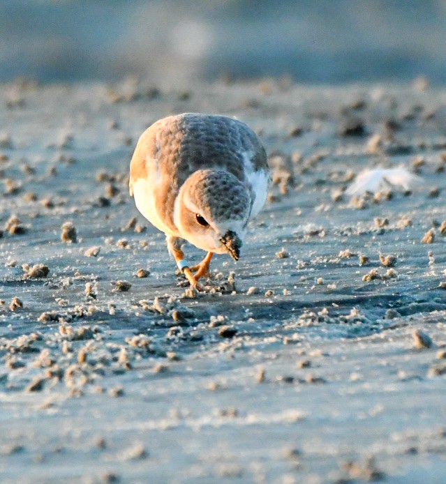 Piping Plover - ML641970829