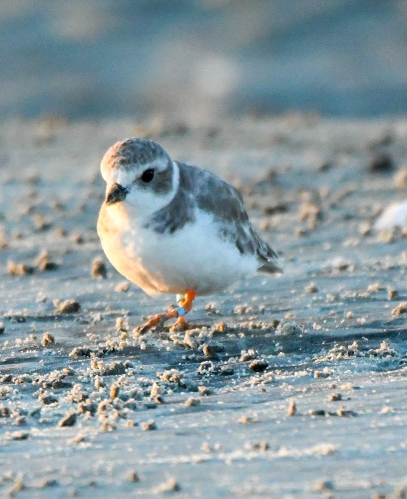Piping Plover - ML641970830